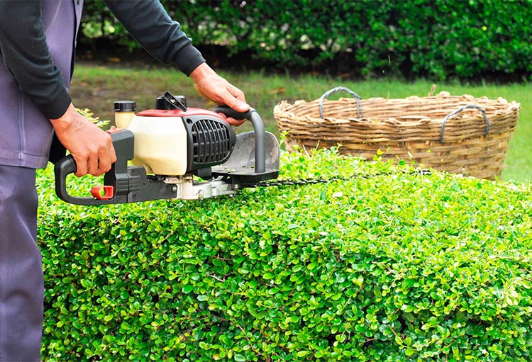 Heckenschnitt im Garten: Hüfthohe Hecke wird geschnitten