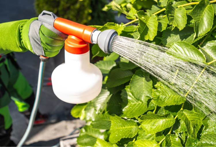 Pflanzenschutz im Garten: Pflanze wird mit biologischem Dünger behandelt